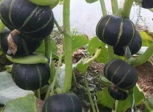 栗子娱乐吃瓜,揭秘栗子娱乐吃瓜背后的真相